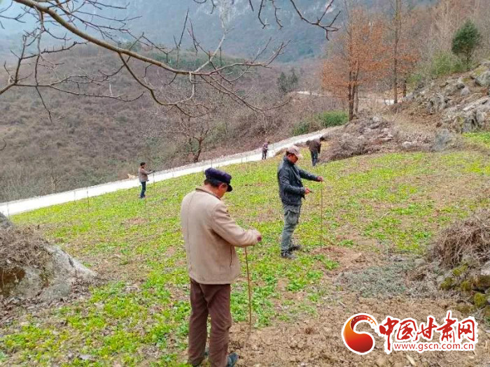 【甘肅全民戰(zhàn)“疫”】戰(zhàn)“疫”中，隴南稻坪的春天