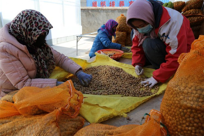 了不起！甘肅定西馬鈴薯良種出口7個國家