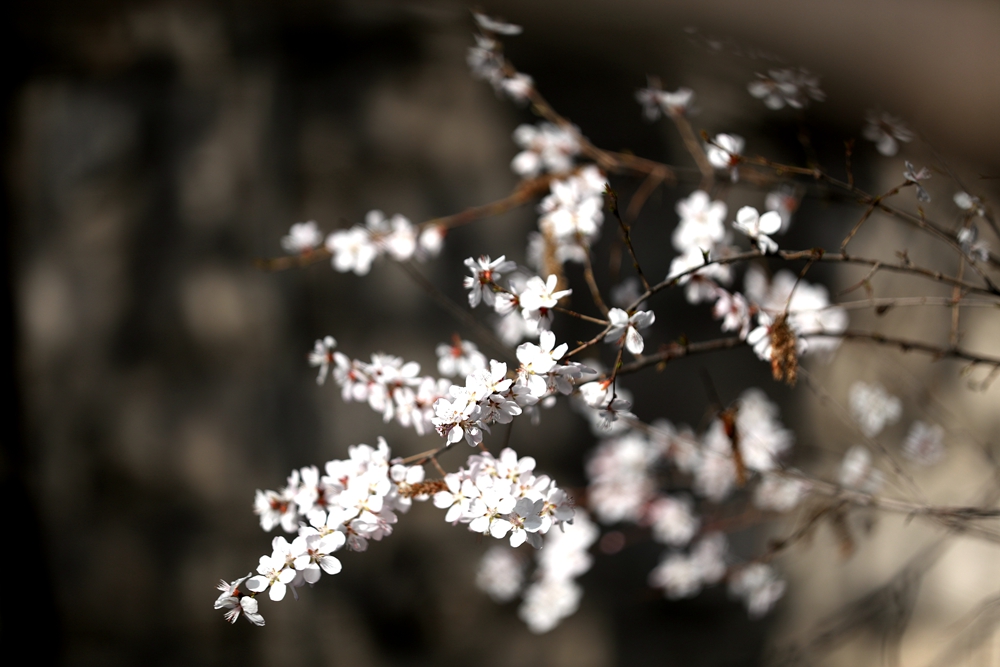 海報|花開隴原，甘肅這些景區(qū)正在復蘇！