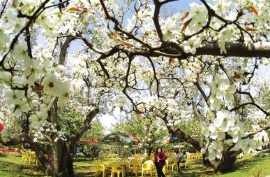 蘭州旅游交通服務(wù)中心景區(qū)直通車開(kāi)通