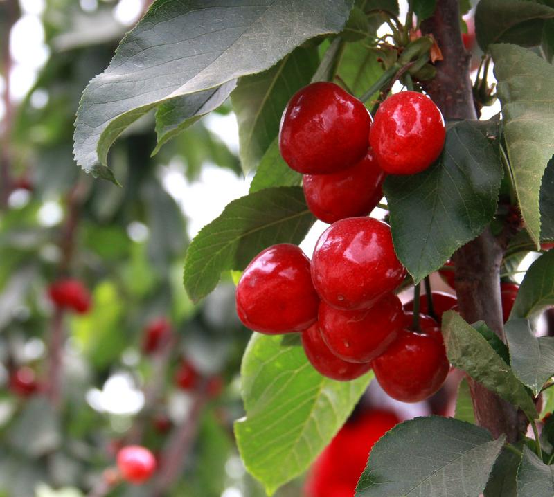 趕緊約起來！民勤紅旗谷櫻桃采摘園開園啦！