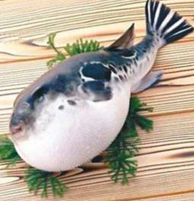 蘭州市市場(chǎng)監(jiān)督管理局發(fā)布通告禁止違法加工、經(jīng)營(yíng)河豚魚(yú)