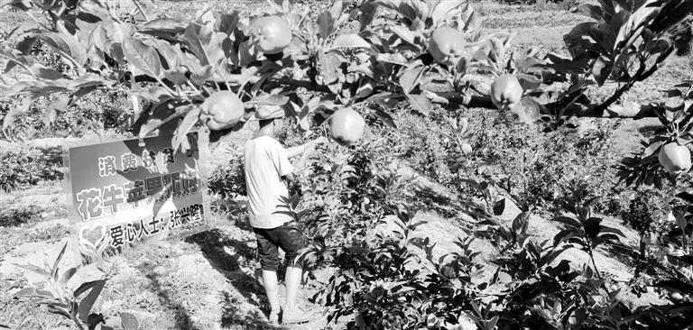 “于堡村果園”開張記——認(rèn)購“一棵樹”，結(jié)出“致富果”