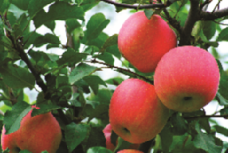 2020甘肅農事之產業(yè)