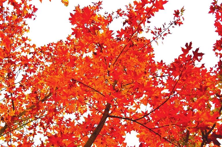 出彩啦！蘭州高校秋景驚艷來襲，快到秋日調(diào)色盤里pick你的母校