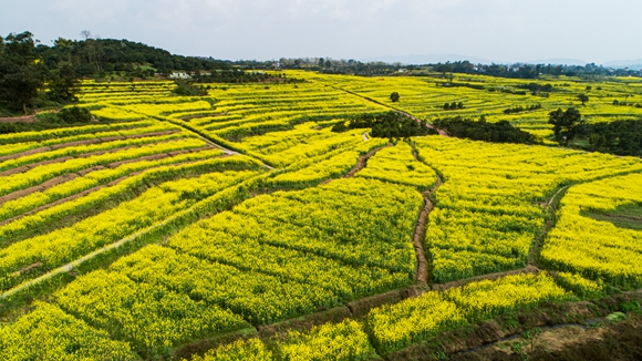 千余畝油菜花盛開。廖濤 攝