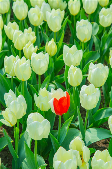 花叢中，別具一格。羅云希 攝