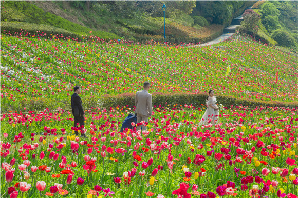 花海間，拍上一組美美的婚紗照。羅云希 攝