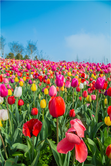 花的海洋。羅云希 攝