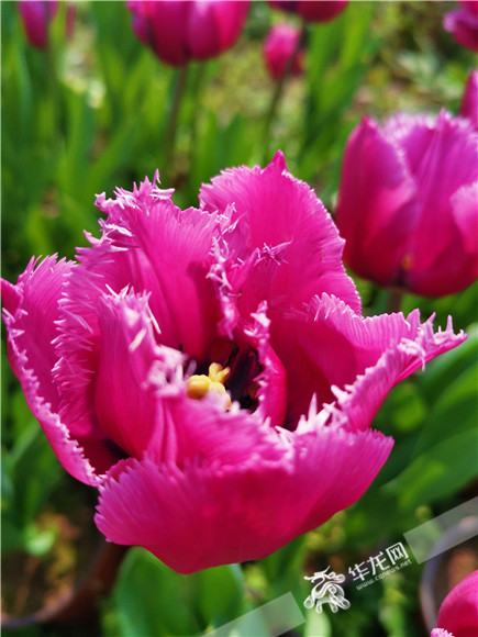 特色郁金香品種，花邊呈鋸齒狀。華龍網(wǎng)—新重慶客戶端記者 舒婷 攝