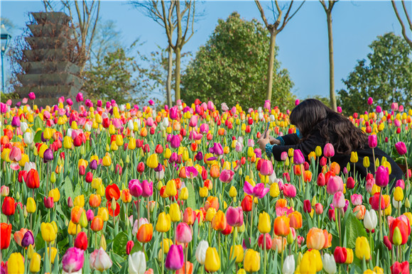 五顏六色郁金香花海。羅云希 攝