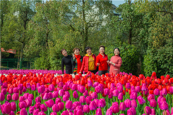 游客在郁金香花海里拍照打卡。羅云希 攝