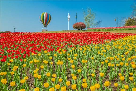 長壽湖郁金香開得正好。羅云希 攝