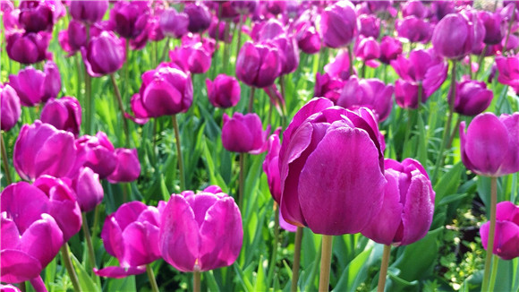 紫色郁金香。華龍網(wǎng)—新重慶客戶端袁舒含 攝