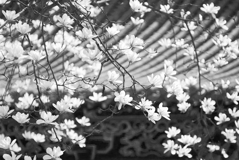 天水雙玉蘭堂，吟杜甫詩 煎泉水茶 賞白石書法