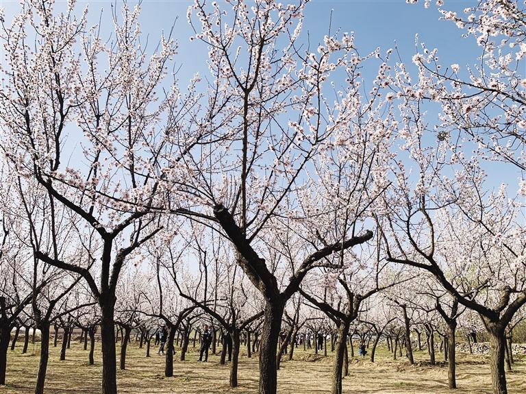唐汪川的杏花開了！周邊游再添好去處