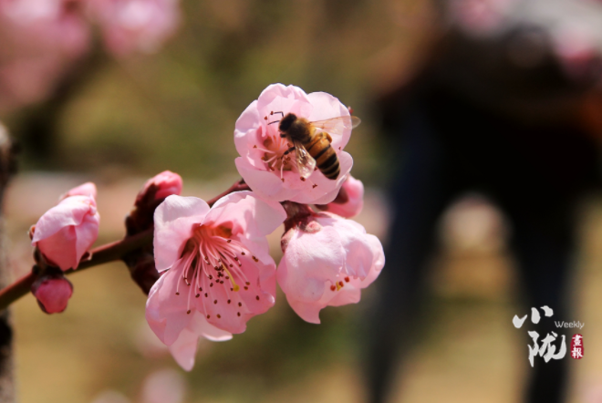 【小隴畫(huà)報(bào)·113期】最美人間四月天，灼灼桃花映秦安