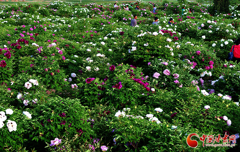 閱盡繁花盛景！定西文旅邀您共赴“紫斑牡丹”之約
