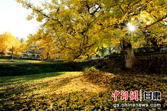 隴南徽縣銀杏樹最美的時候，當屬每年的10月至11月。圖為樹葉已染黃的銀杏樹。張承榮 攝