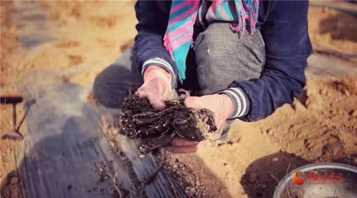 【隴拍客】好消息！榆中縣馬坡鄉(xiāng)在高海拔的馬銜山山麓種植1500畝當(dāng)歸