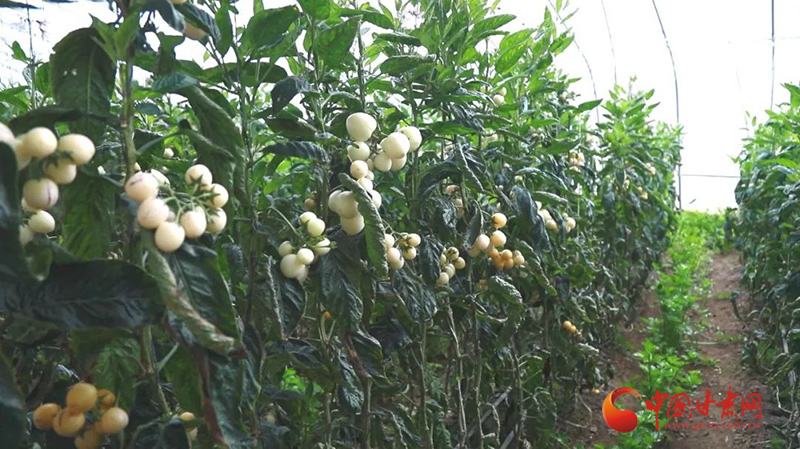 瓜州：強產業(yè)“家底”富百姓“口袋”