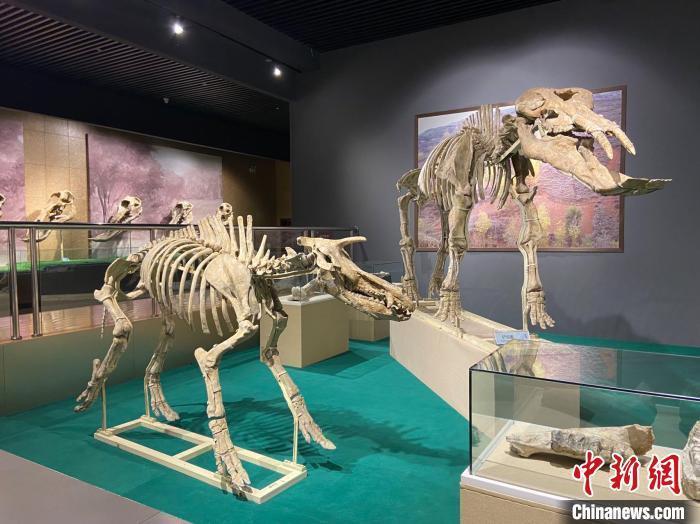 圖為5月底，和政縣古動物化石博物館內修復后的古生物化石。　高展 攝