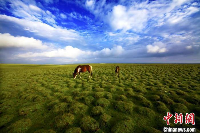 圖為甘肅甘南藏族自治州草原風(fēng)光。(資料圖) 艾慶龍 　攝