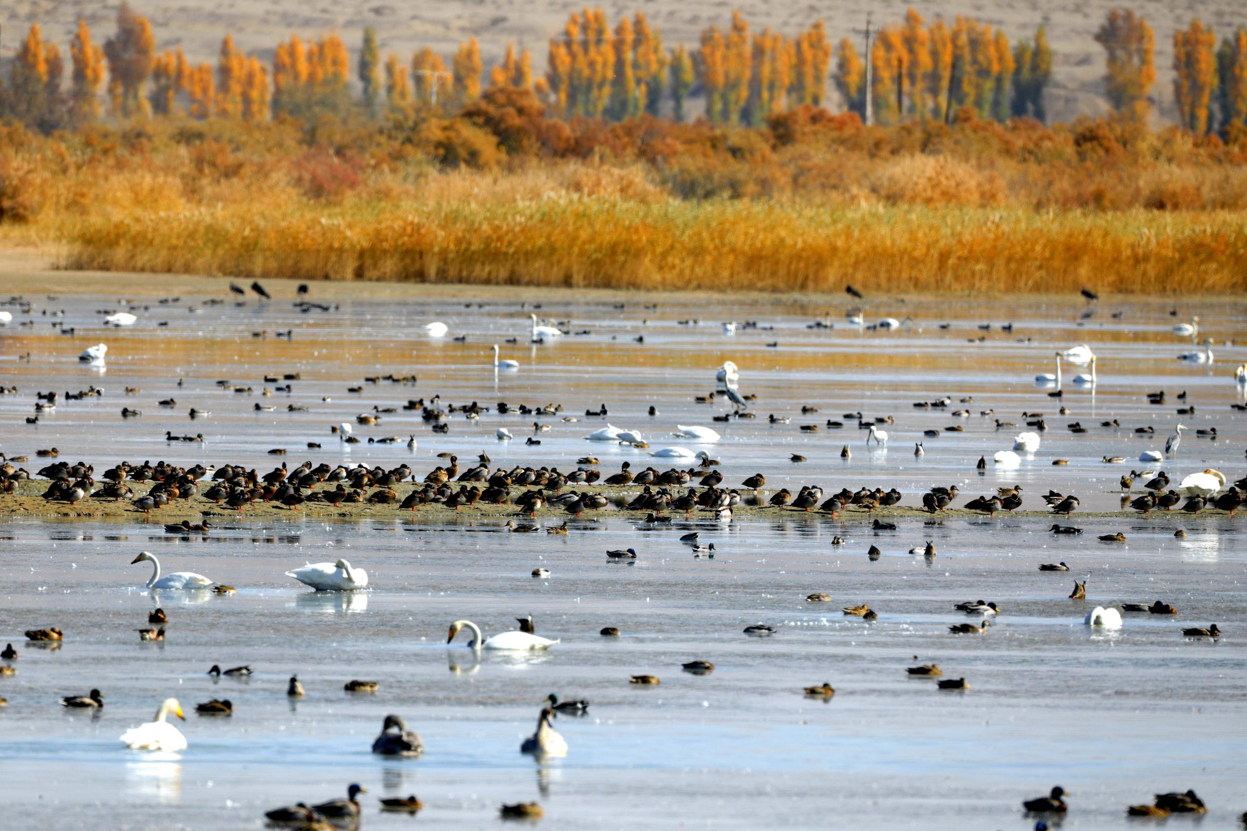 天鵝飛抵高臺(tái)縣黑河濕地嬉戲覓食、棲息越冬。尹昭霞攝