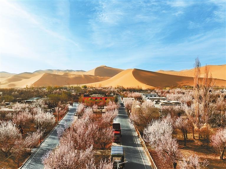 近日，敦煌鳴沙山下的李廣杏杏花陸續(xù)開放，美如畫卷。新甘肅·甘肅日報通訊員　張曉亮