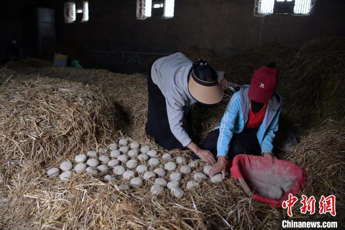 酒曲成型之后入曲房，入室之前要灑水，再鋪青稞草，防止曲塊的水分被吸走，曲房內(nèi)有通風道、窗戶、暖氣、電熱爐等各種控制曲房溫度的設(shè)備。圖為5月10日，工作人員將成型的曲塊搬運到曲房。九美旦增　攝