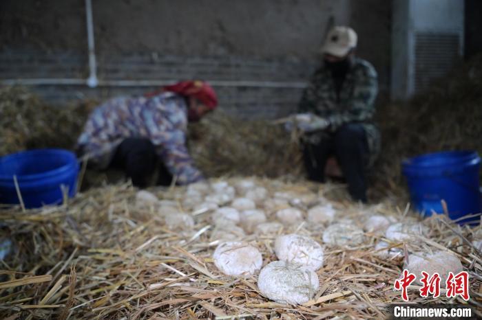 酒曲從曲坯入房培養(yǎng)到培養(yǎng)結(jié)束，整個培養(yǎng)周期控制在4至8天，曲坯的要求光滑，軟硬適宜，手按曲坯不松散，結(jié)實，薄厚一致。圖為5月10日，工作人員準備將培養(yǎng)好的曲坯拿到外面晾曬。九美旦增　攝