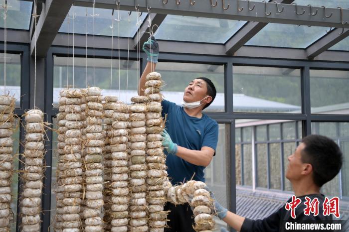 圖為5月10日，工作人員將用青稞面和青稞草等制成的曲坯用繩子串起來晾曬。九美旦增　攝