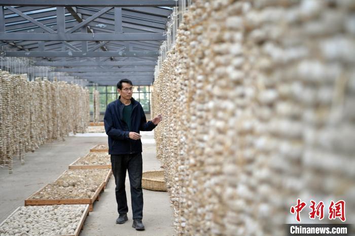 圖為5月10日，工作人員檢查晾曬的曲胚。九美旦增　攝