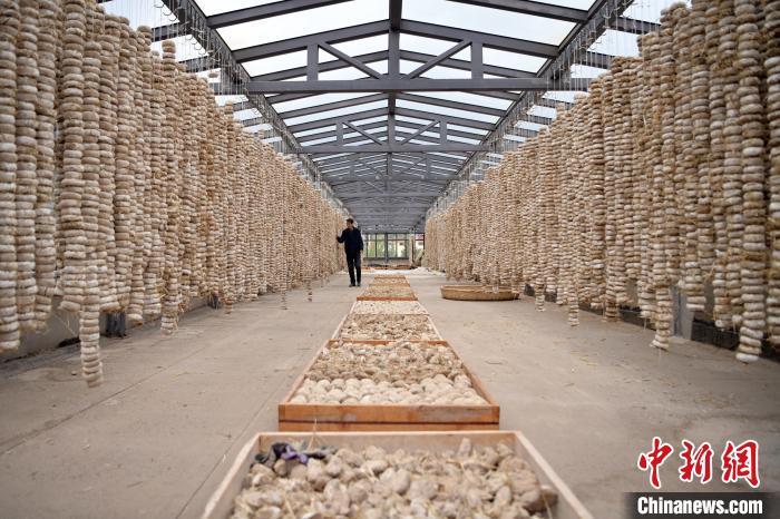 圖為5月10日，工作人員檢查晾曬的曲胚。九美旦增　攝