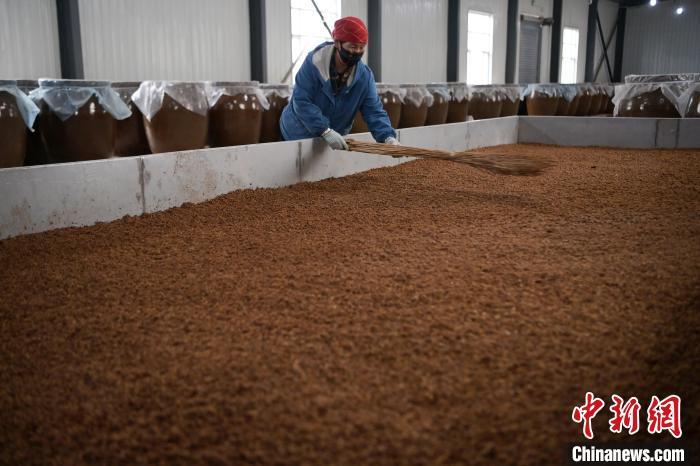 圖為5月10日，工作人員整理鋪撒的酒醅。九美旦增　攝