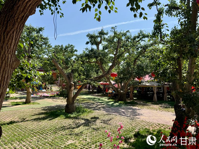 什川古梨園。人民網(wǎng)記者 焦隆攝