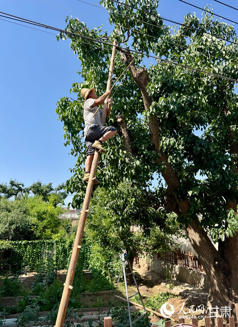 什川古梨園果農魏至玉正踩著蜈蚣梯修剪自家的百年梨樹。人民網(wǎng)記者 焦隆攝