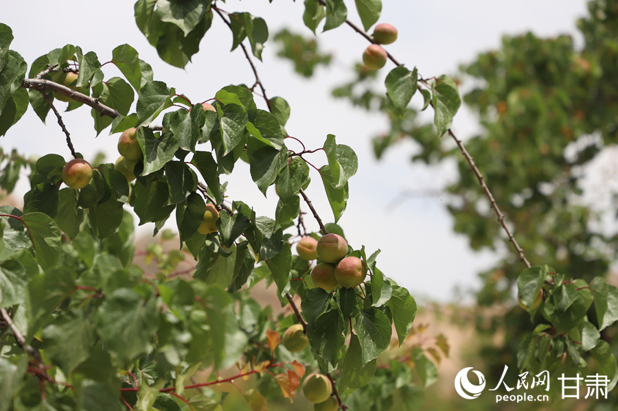 蘭溝村百畝杏林的杏子即將成熟。人民網(wǎng)記者 焦隆攝