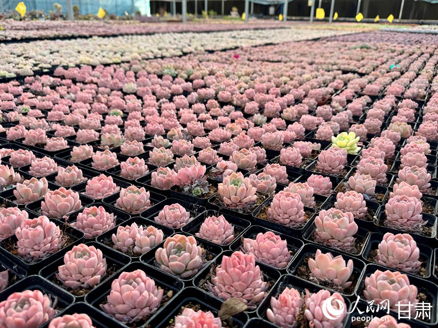 蘭州鑫源現(xiàn)代農業(yè)休閑觀光旅游景區(qū)多肉大棚。人民網(wǎng)記者 焦隆攝